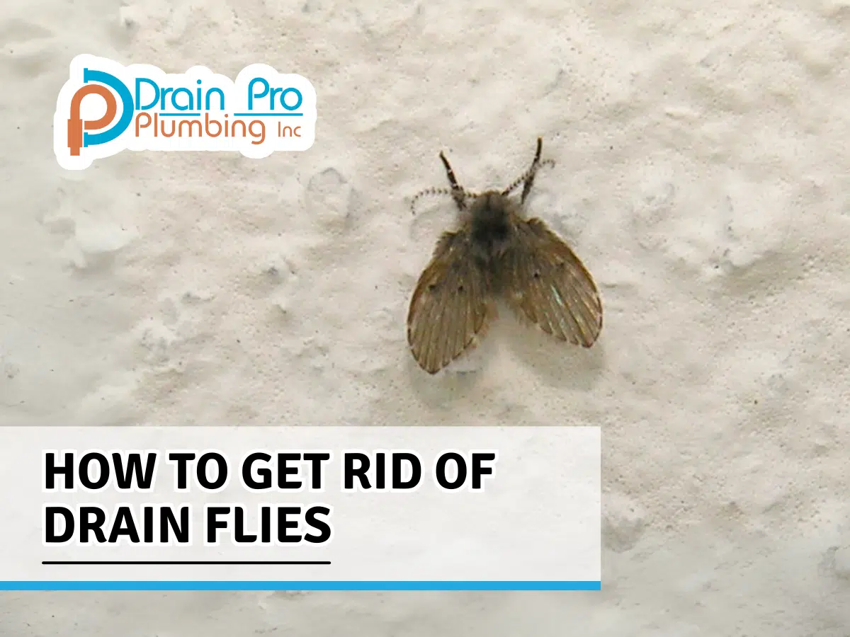 How To Get Rid of Drain Flies Drain Pro Plumbing